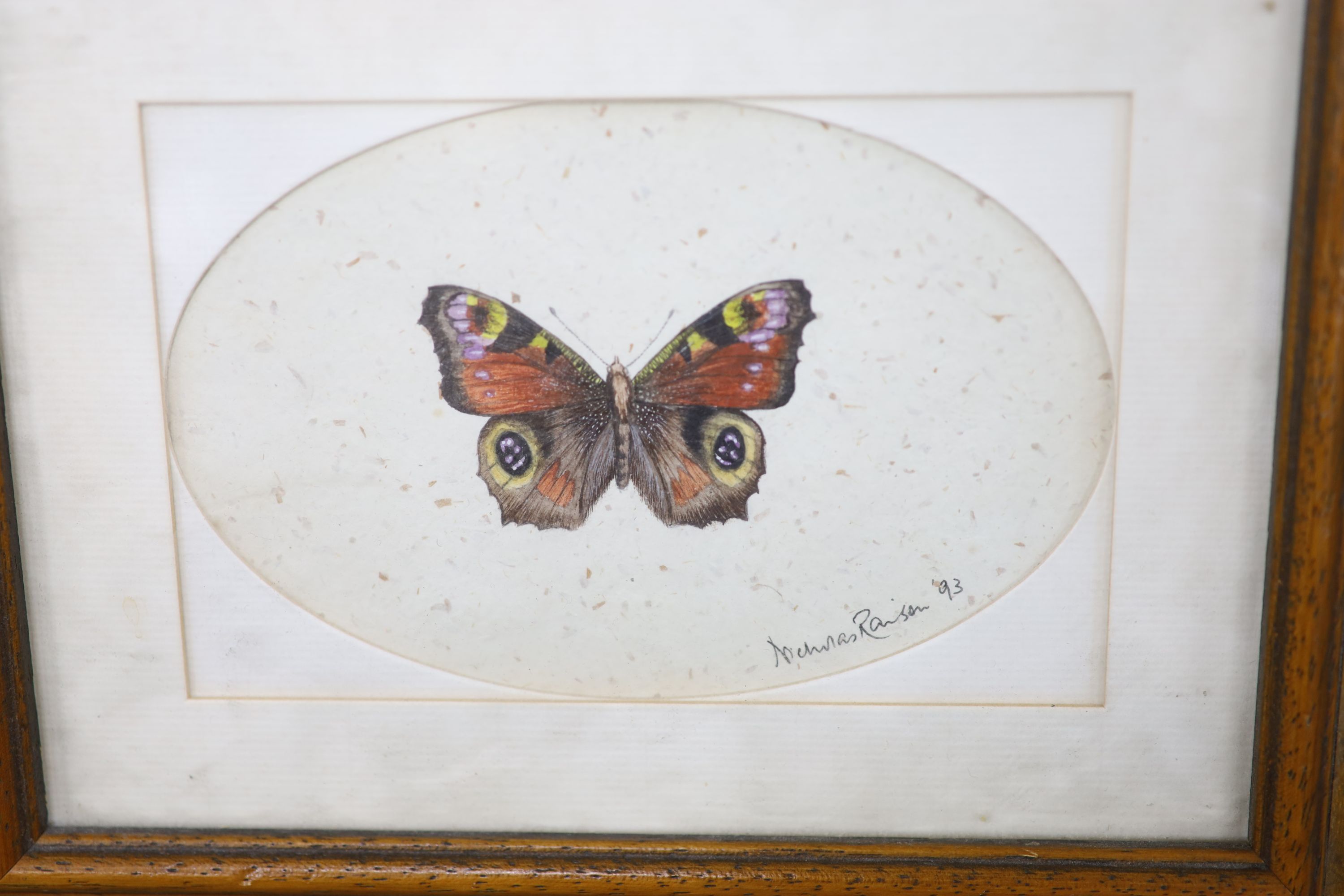 J.Nugent Fitch after B.S.Williams, a set of seven coloured lithographs, Studies of orchids, 29 x 23cm and a small watercolour of a butterfly by Nicholas Raison, 9 x 14.5cm